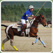 polojo 2