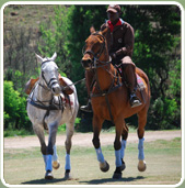 polojo 2